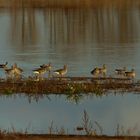 Gänse in der Abendsonne