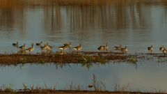 Gänse in der Abendsonne