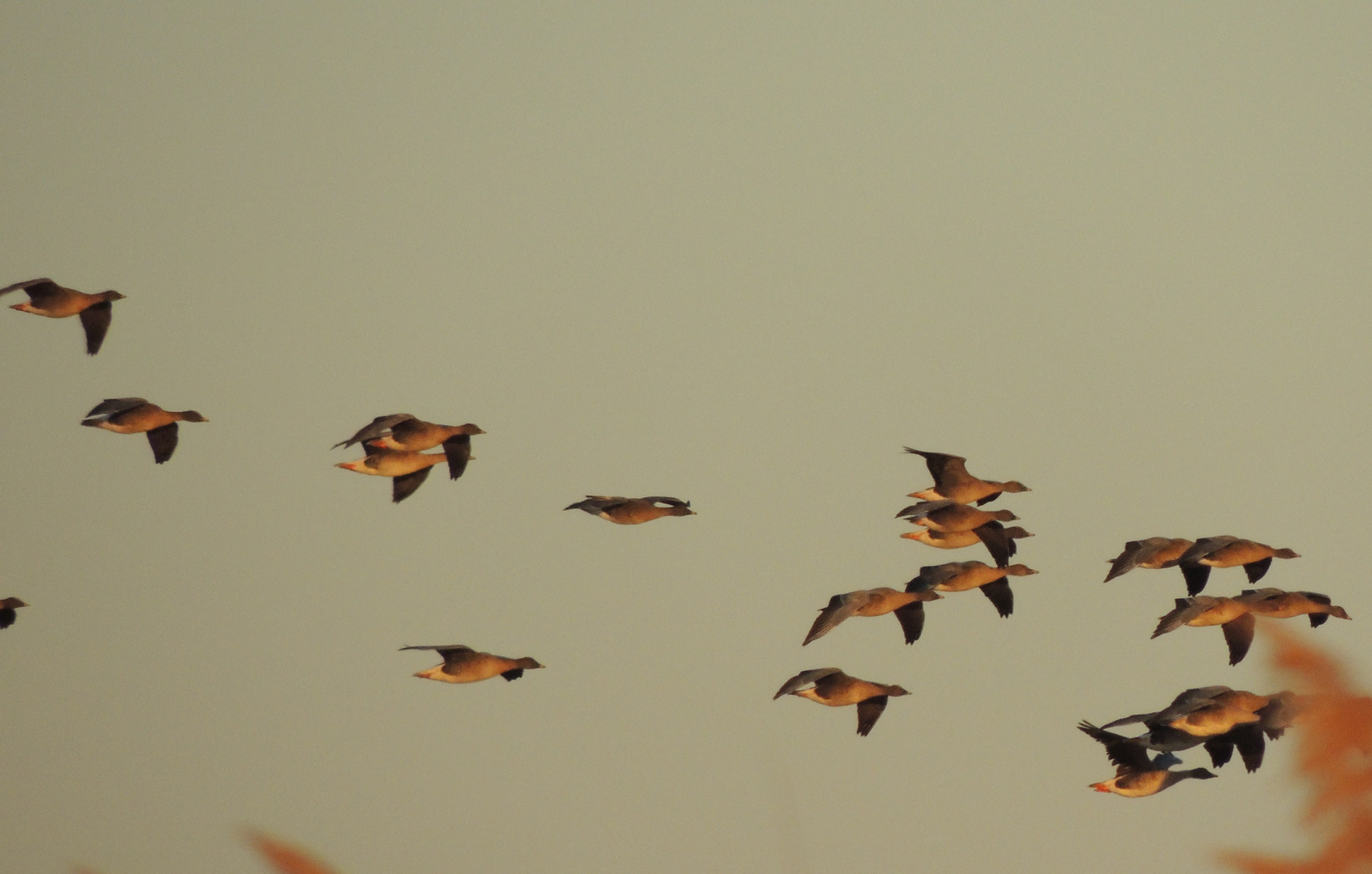 Gänse in der Abendsonne