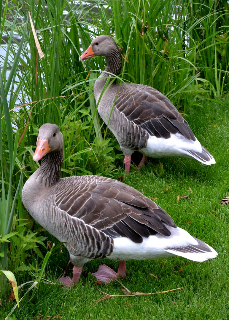 Gänse in der Autostadt Wolfsburg