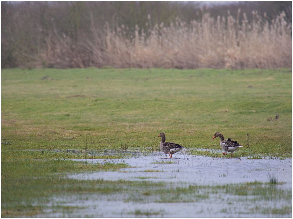 Gänse in der Horloff- Aue