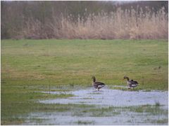 Gänse in der Horloff- Aue