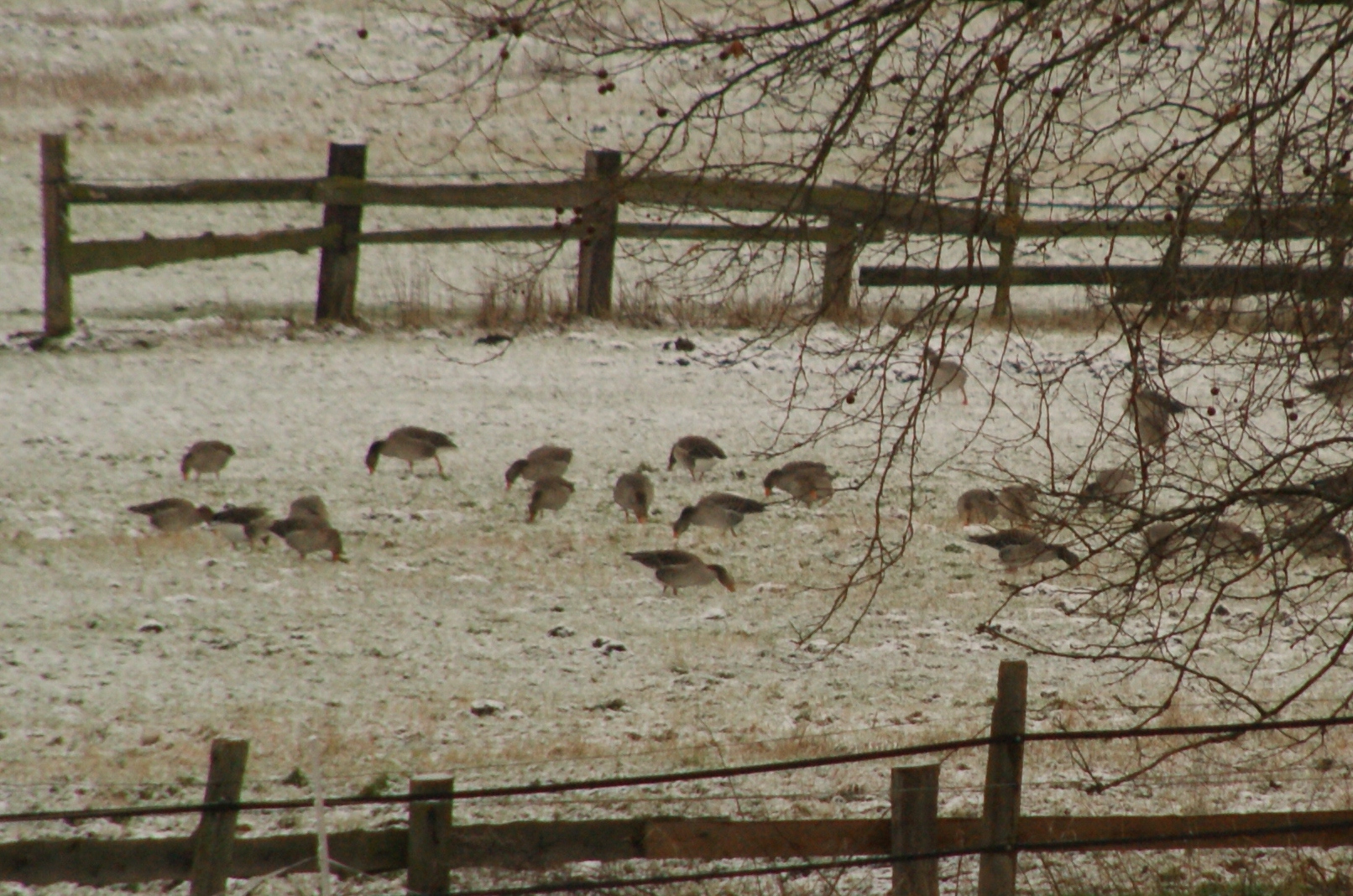 Gänse in der Leinemasch bei Grasdorf