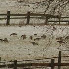 Gänse in der Leinemasch bei Grasdorf