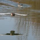 Gänse in der Renaturierung (LB)