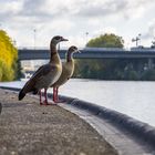 Gänse in der Stadt