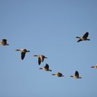 Gänse in Formation