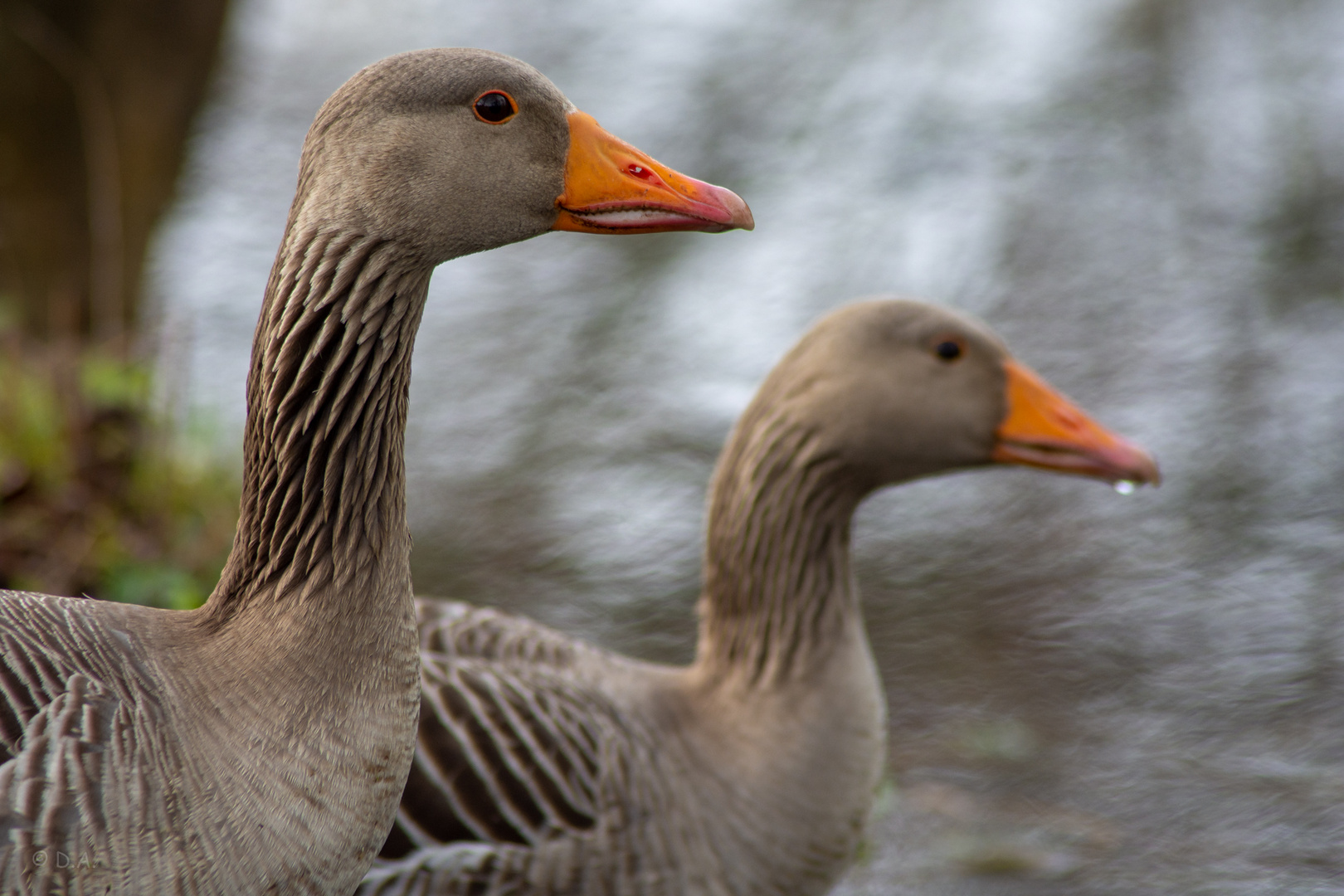 Gänse in Hannover