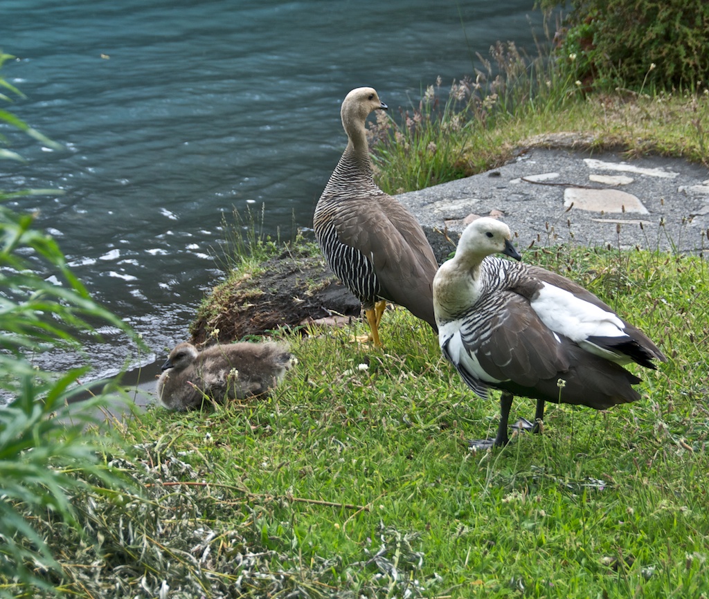 Gänse in Torres del Paine