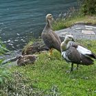 Gänse in Torres del Paine