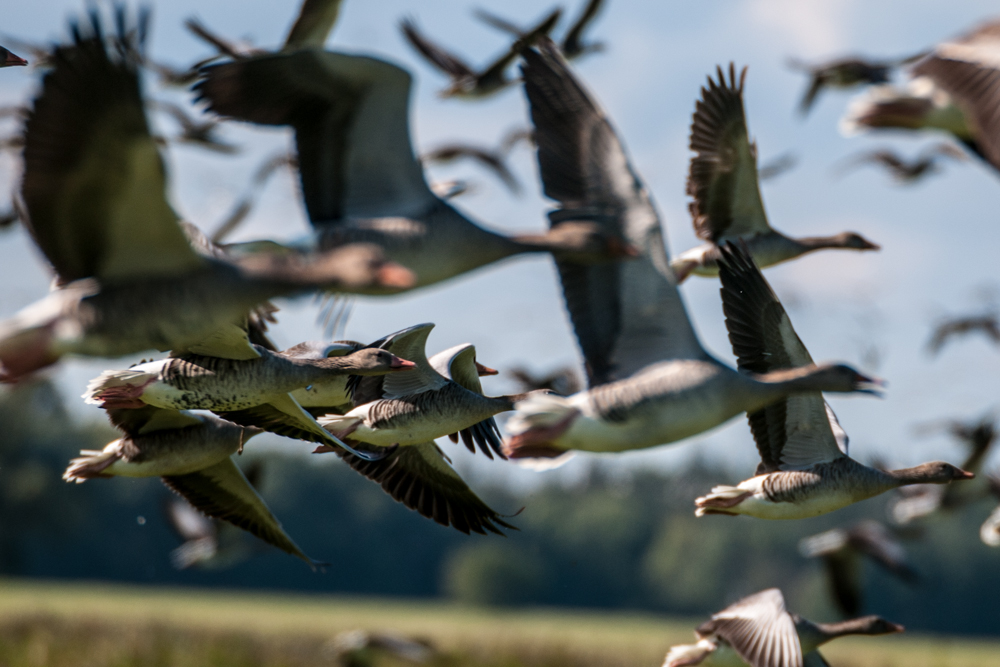 Gänse in Zingst 2