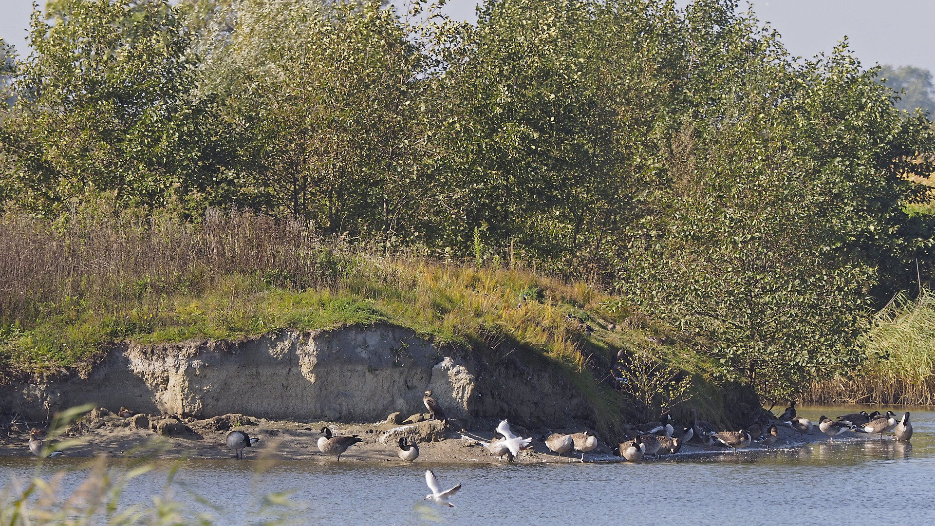 "Gänse-Insel" im See des Landschaftspark Altenbruch hinterm Deich bei Cuxhaven