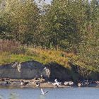 "Gänse-Insel" im See des Landschaftspark Altenbruch hinterm Deich bei Cuxhaven