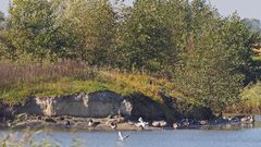 "Gänse-Insel" im See des Landschaftspark Altenbruch hinterm Deich bei Cuxhaven