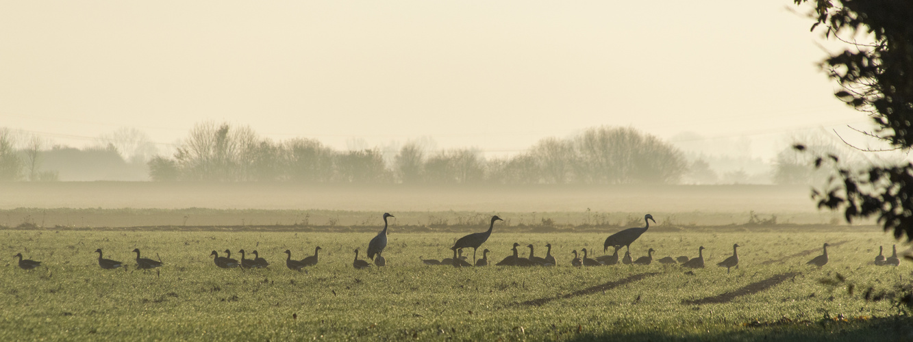 Gänse & Kraniche