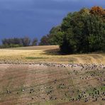 Gänse-Land