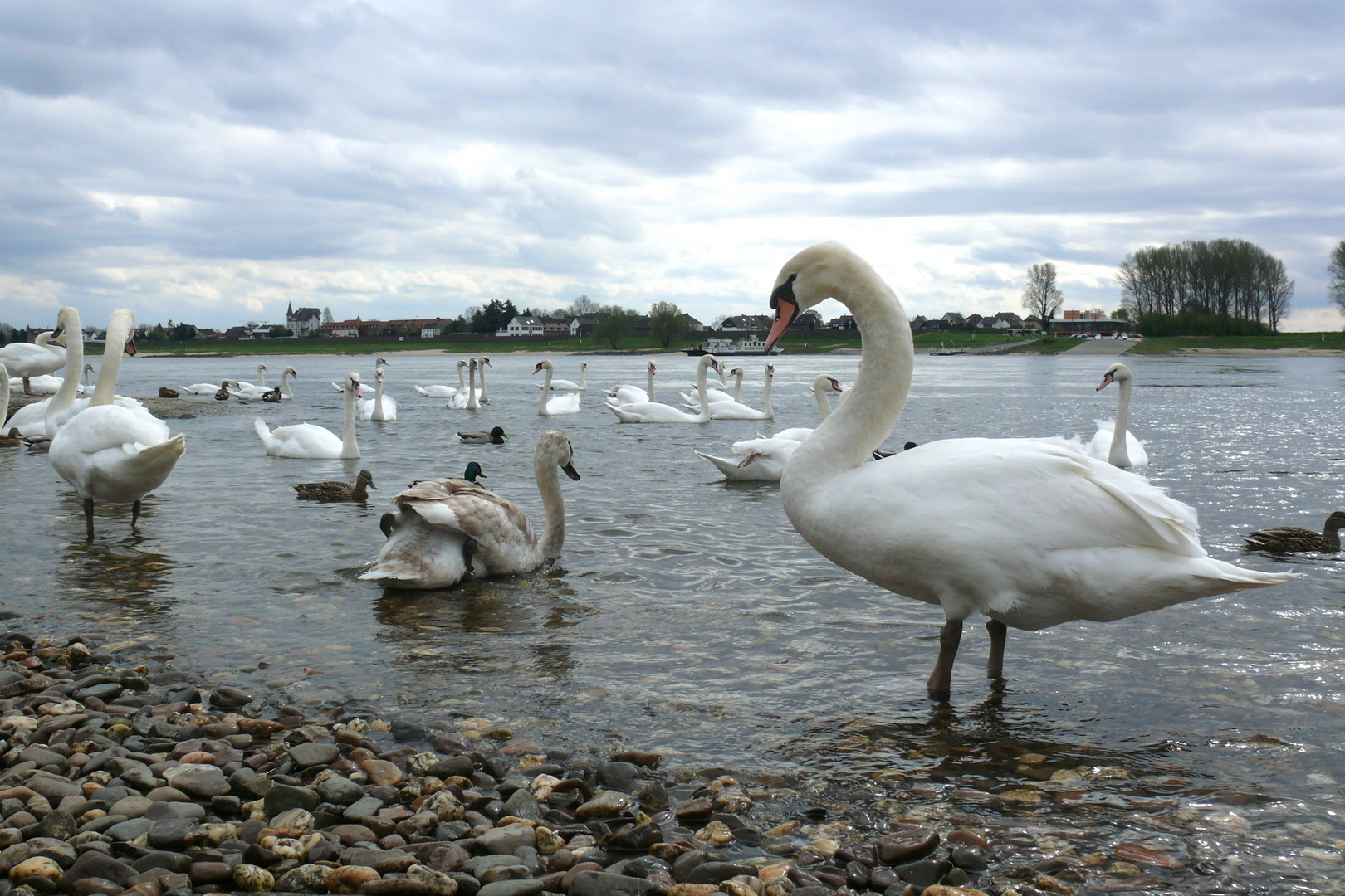 Gänse lieben auch den Rhein ...  