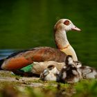 Gänse mama mit Kindern