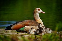 Gänse mama mit Kindern