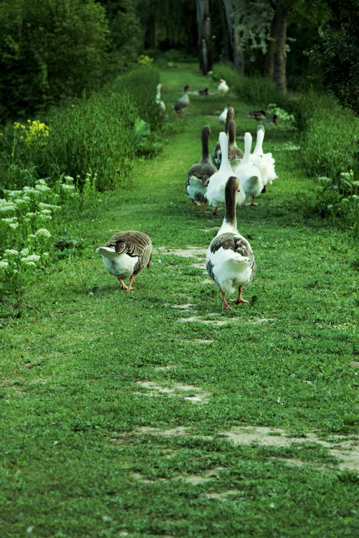 Gänse - Marsch