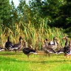 Gänse-Meeting