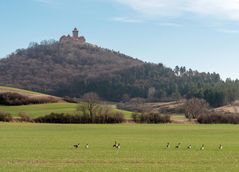 Gänse mit Burg