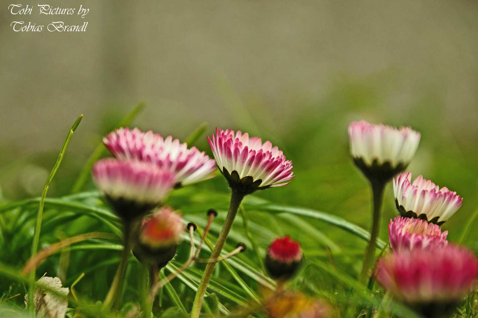 Gänse mit dem Namen Blümchen