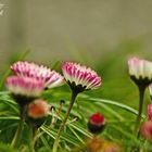 Gänse mit dem Namen Blümchen