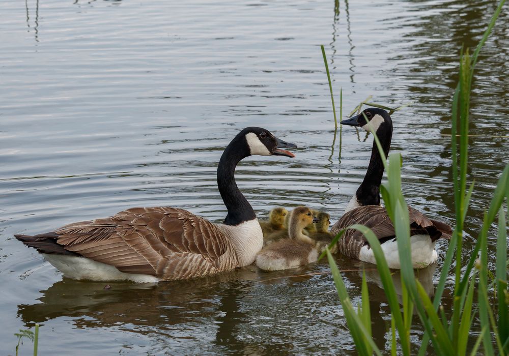 Gänse mit Küken