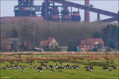 Gänse mit Kulisse in Bremen