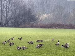 Gänse mit Migrationshintergrund