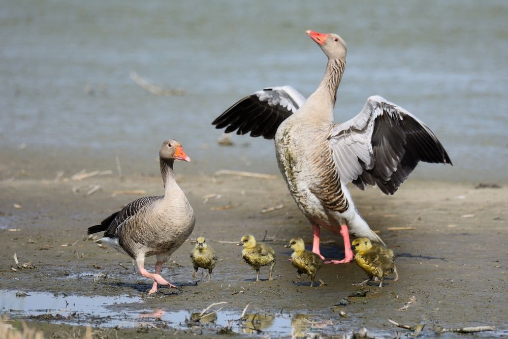 Gänse mit Nachwuchs