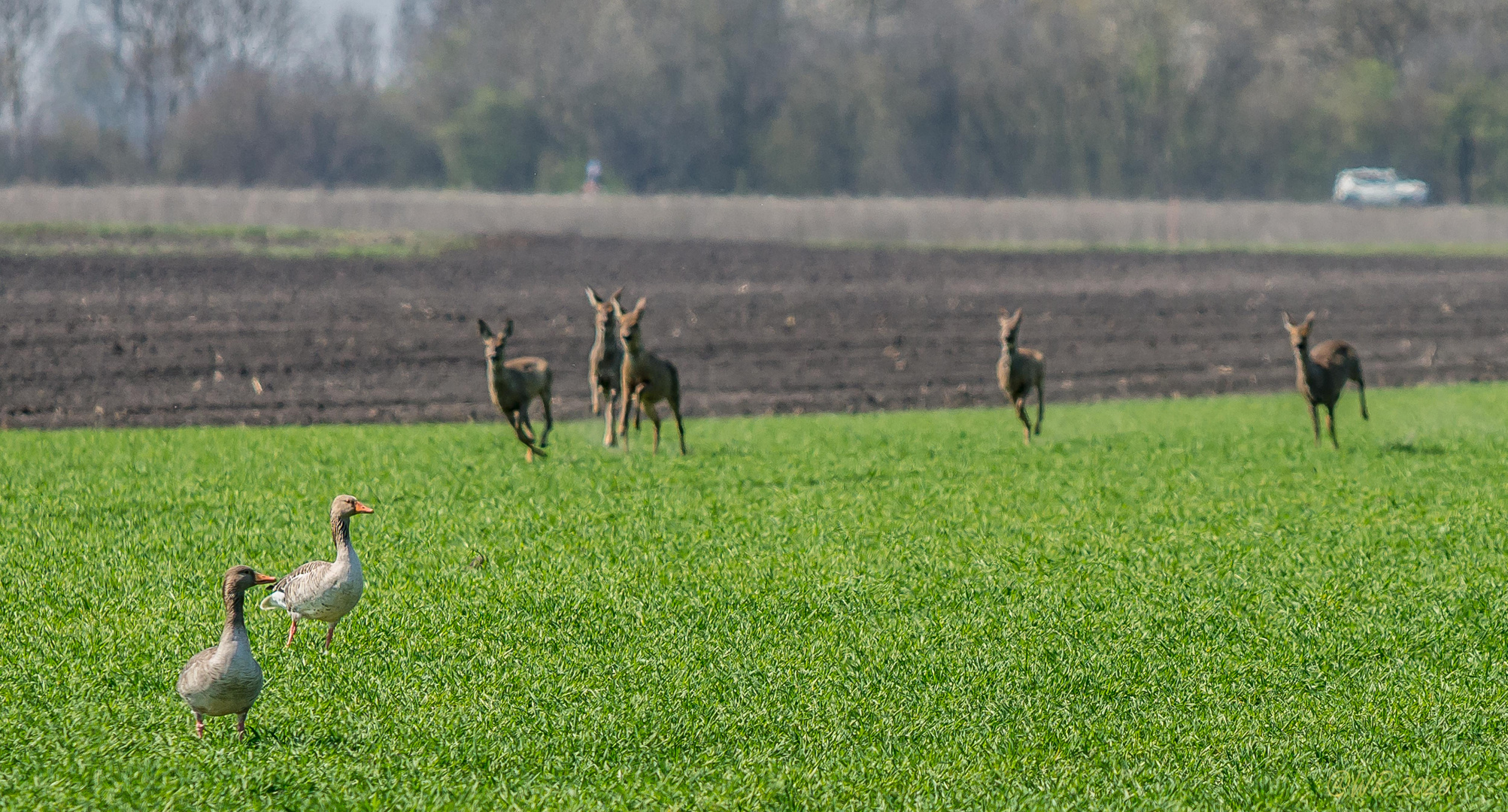 Gänse mit Rehwild