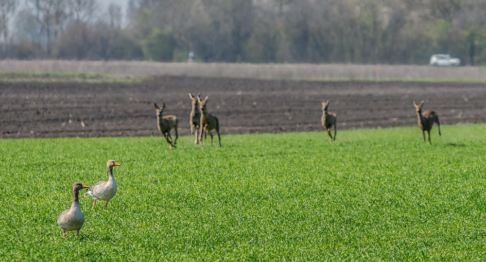 Gänse mit Rehwild