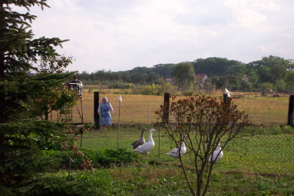 Gänse mit Vogelscheuchen als Bewacher