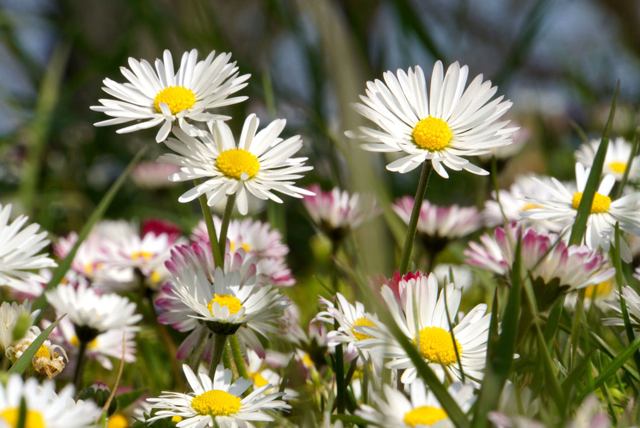 Gänse-Mittwochs-Blümchen