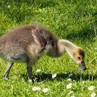 Gänse mögen Gänseblümchen…