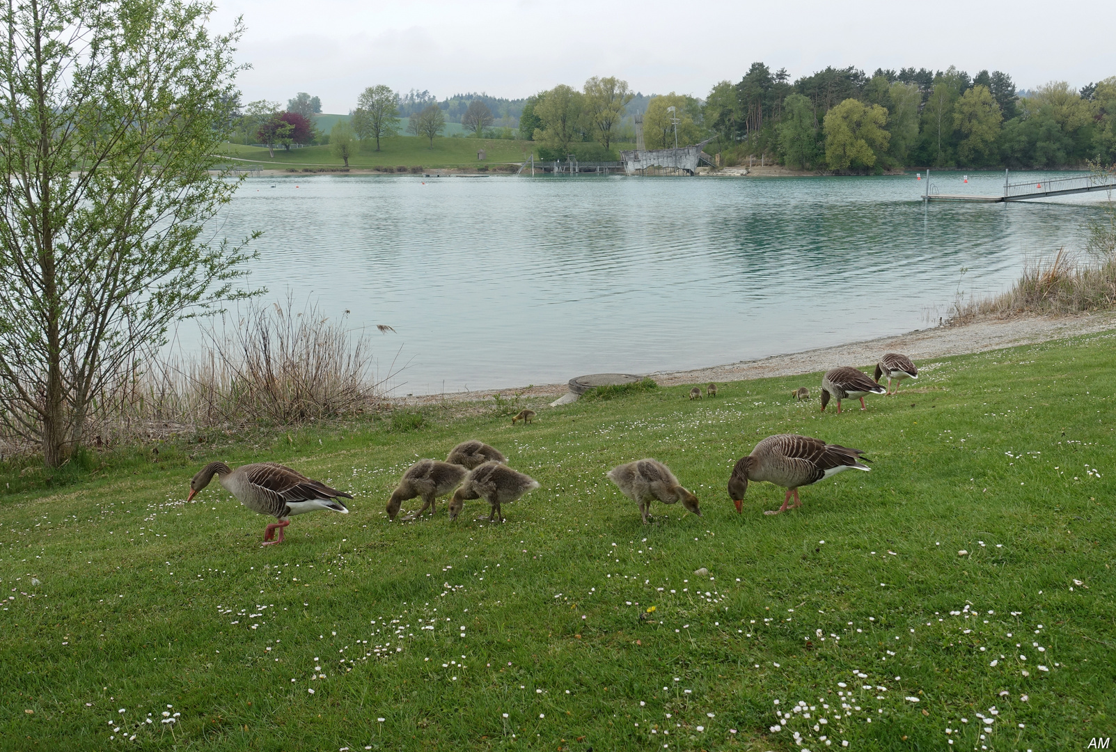 Gänse mögen Gänseblümchen :-)