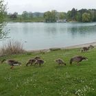 Gänse mögen Gänseblümchen :-)