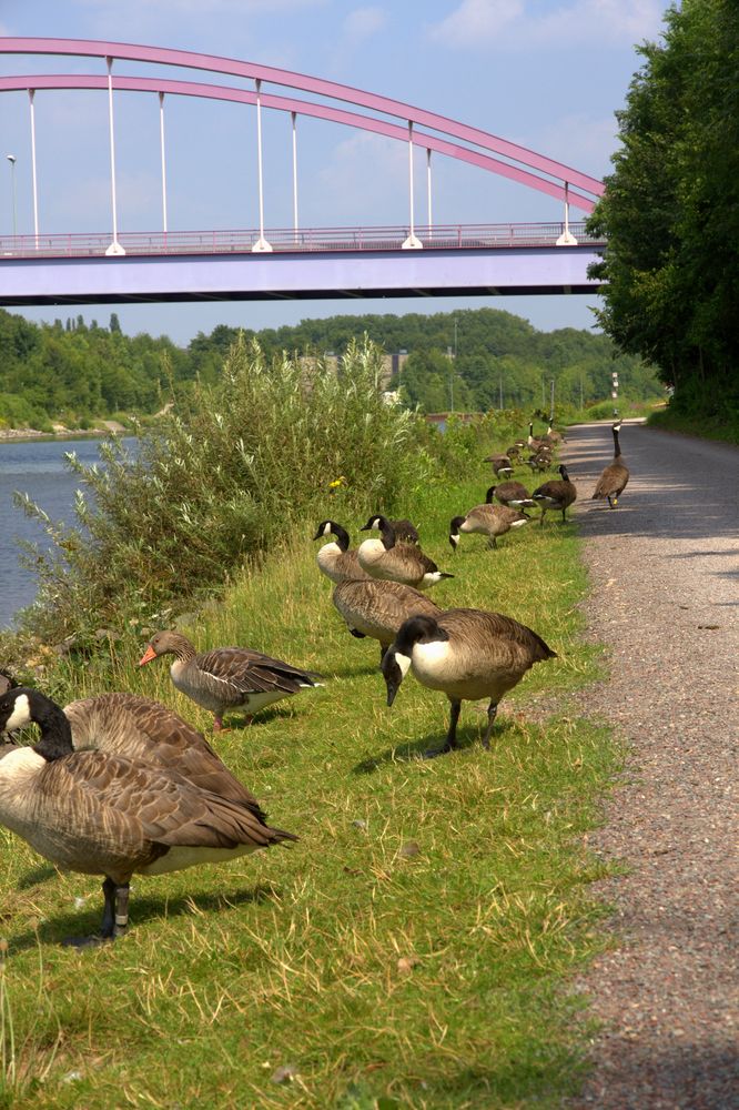 Gänse oder Enten ich kenne sie nicht, aber es ist schön sie anzusehen.