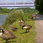 Gänse oder Enten ich kenne sie nicht, aber es ist schön sie anzusehen.