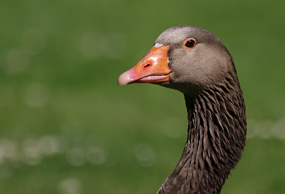 Gänse Porträt...