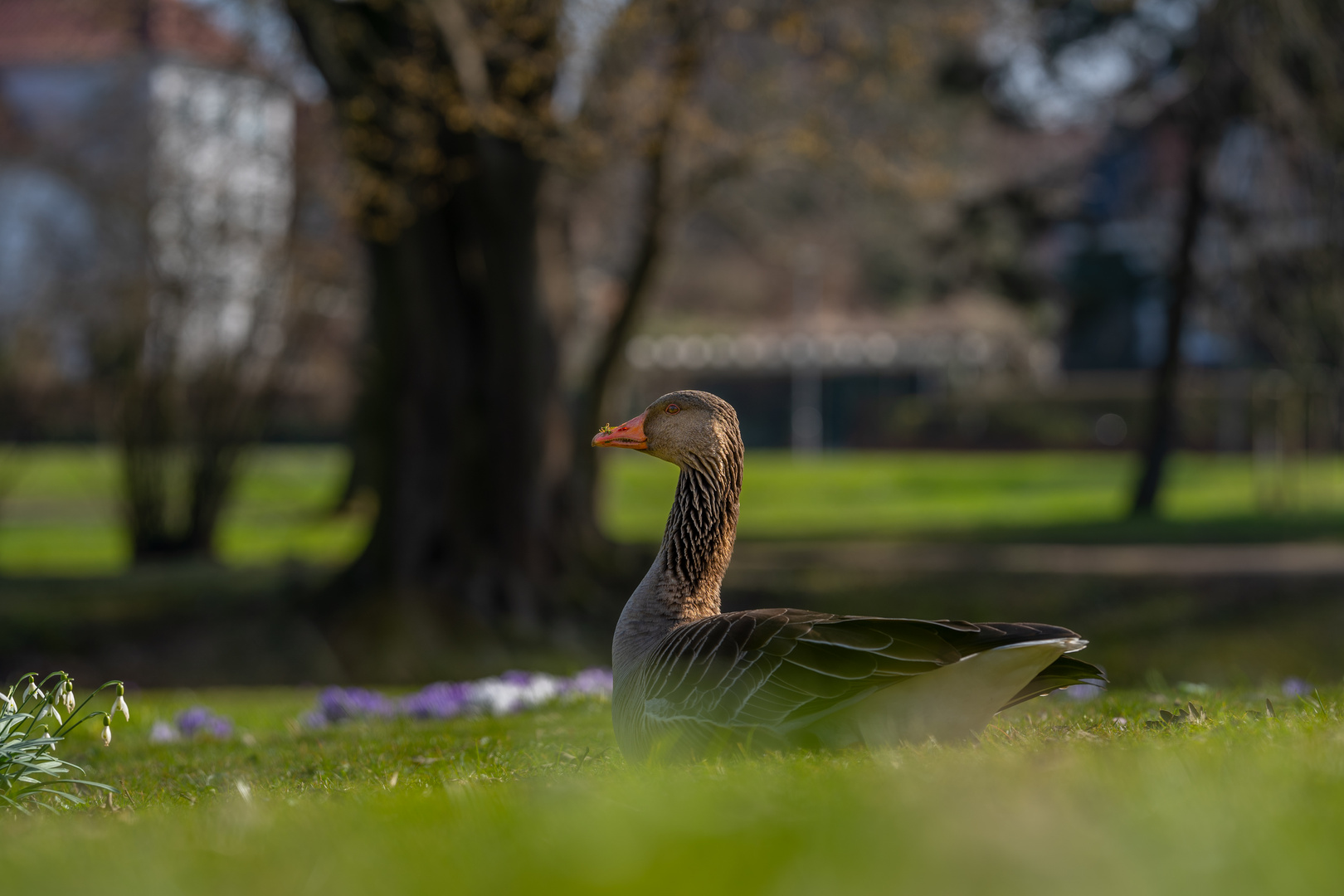 Gänse Portrait