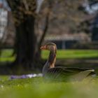 Gänse Portrait