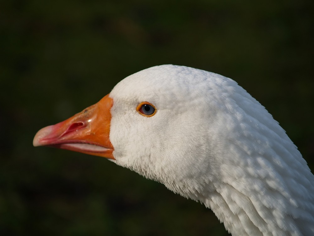 Gänse Portrait