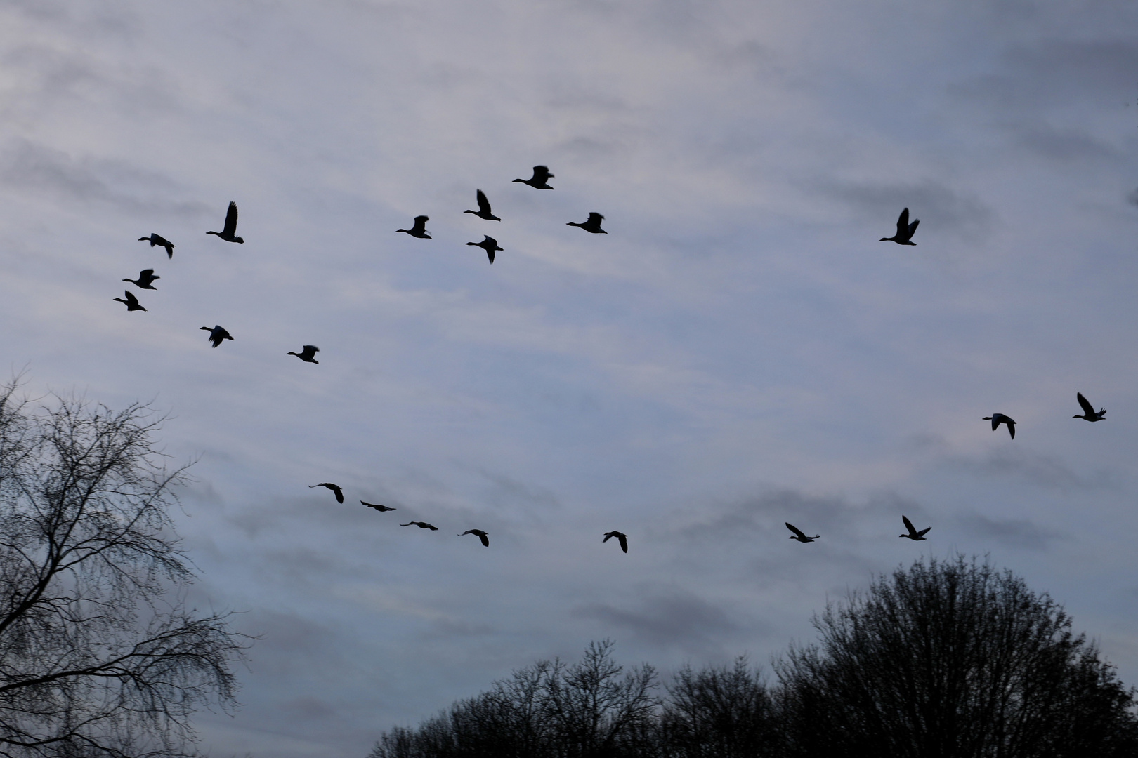 Gänse Rundflug