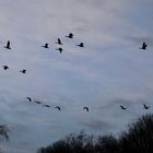 Gänse Rundflug