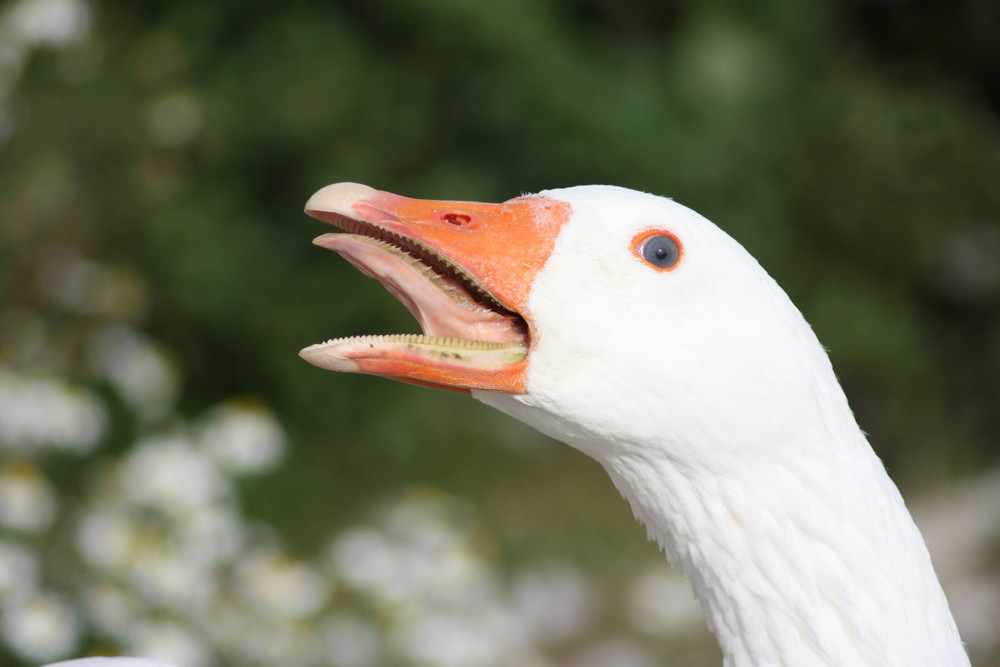 Gänse sind wirklich gefährlich!!