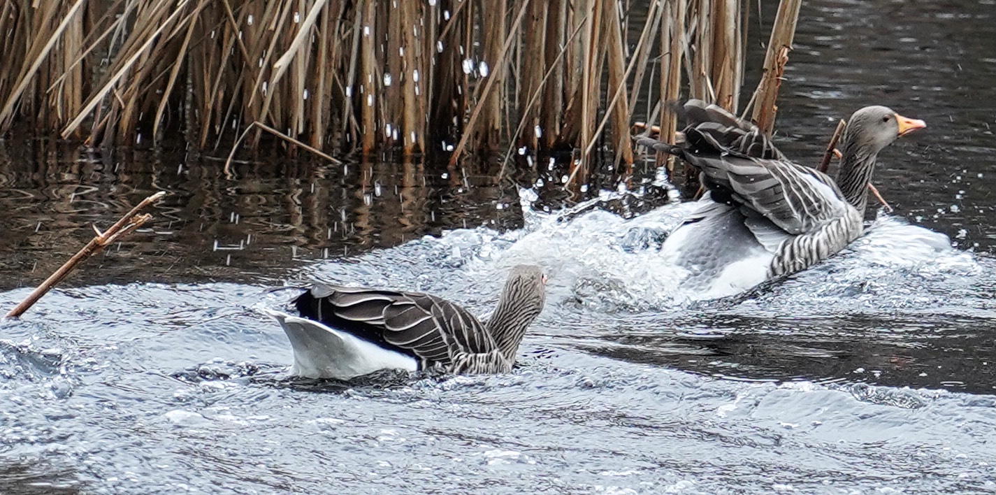 Gänse toben im Wasser