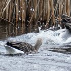 Gänse toben im Wasser